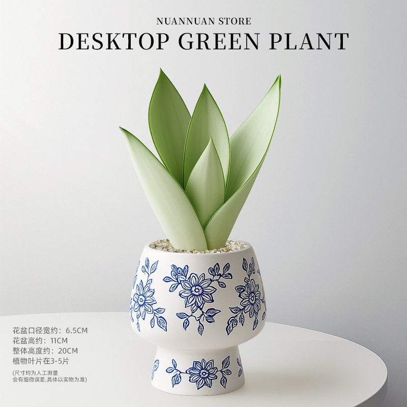 精选白玉虎皮兰（3-5片叶子）+青花高脚陶瓷盆
