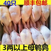 大鹌鹑40只现杀鹌鹑放血去内脏 活体新鲜白条鹌鹑肉乳鸽烧烤冷冻
