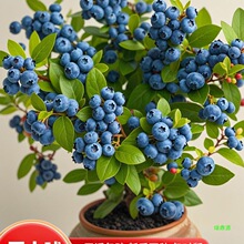 �{ݮ���̨�������Թ��������ێ�������Y���Nֲ�ش��{ݮ���ϱ���