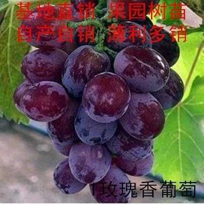 Rose fragrant 10-year-old seedling, the whole family can eat the fruit that year+81cm (inclusive)-110cm (inclusive)