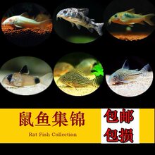 �ח��~�������~��̦��������~�����~�^�p�~�Ꭷ�~С���~���w���]