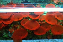 血红菇印尼鸡血红菇LPS软体珊瑚荧光红包损新手海水缸人工繁殖