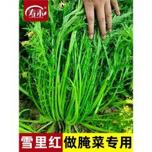 �m�϶���N�Ĳ�ѩ��ޮ�˷N����ѩ��ѩ��t�߲��ݽ�˷N���D�˷N��