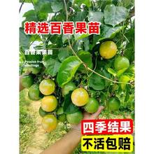 ���������������S�������ϱ���ͥԺ�޽ӹ�����ԷNֲˮ������