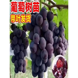 �{��ʯ���ј����Ե��Դ������ٹ����Ϸ������Nֲ�ͺ����箔��Y��