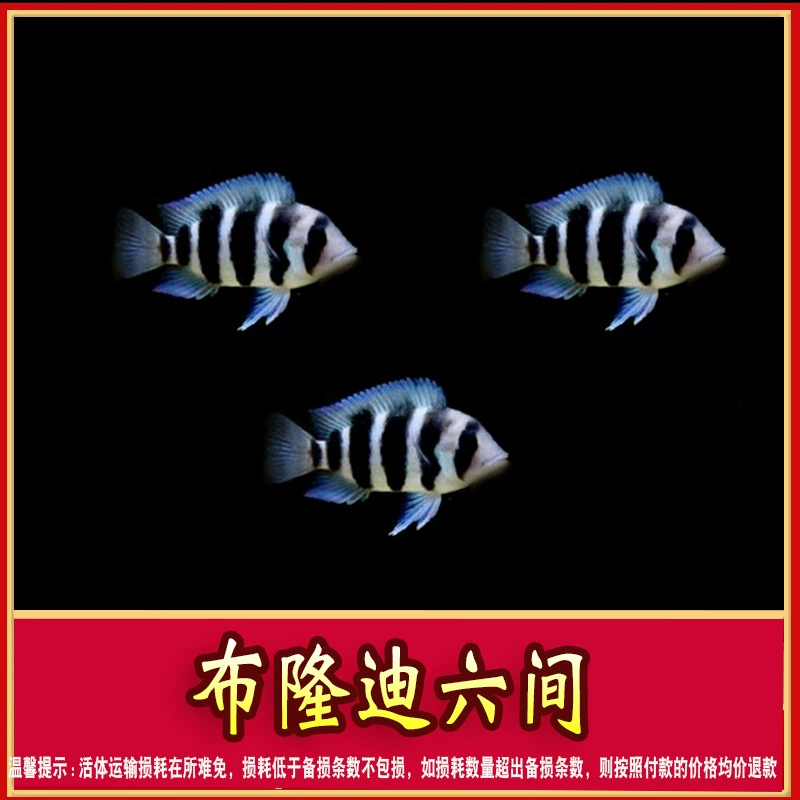 Три вида цихлид: Cichigra, Tanna/Tanba, Seagata — пресноводные тайваньские породистые каменистые цихлиды, небольшие тропические декоративные рыбки
