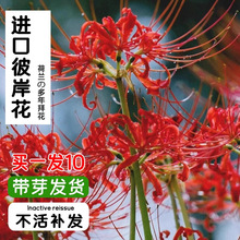 �˰����N������ɳ�A�N�Ӽt���Q�\ʯ���N���̨����ʯ�⻨�N��