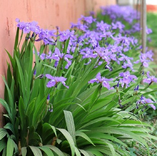 ͥԺe@ֲ{SβRmݱܶϲͺ