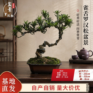ӭ�����_�h���辰�Ϙ������͘��҃��⻨�@ͥԺ�e���k�������P���B