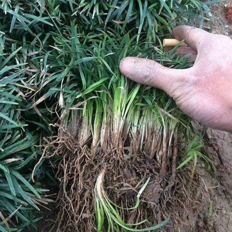 Карлик Пшеница Зимняя Трава Йолонг Вечнозеленый Все Сезоны Двор Вилла Почвопокровное растение Озеленение Рассады Почвопокровное растение Карлик Пшеница Зимняя Трава