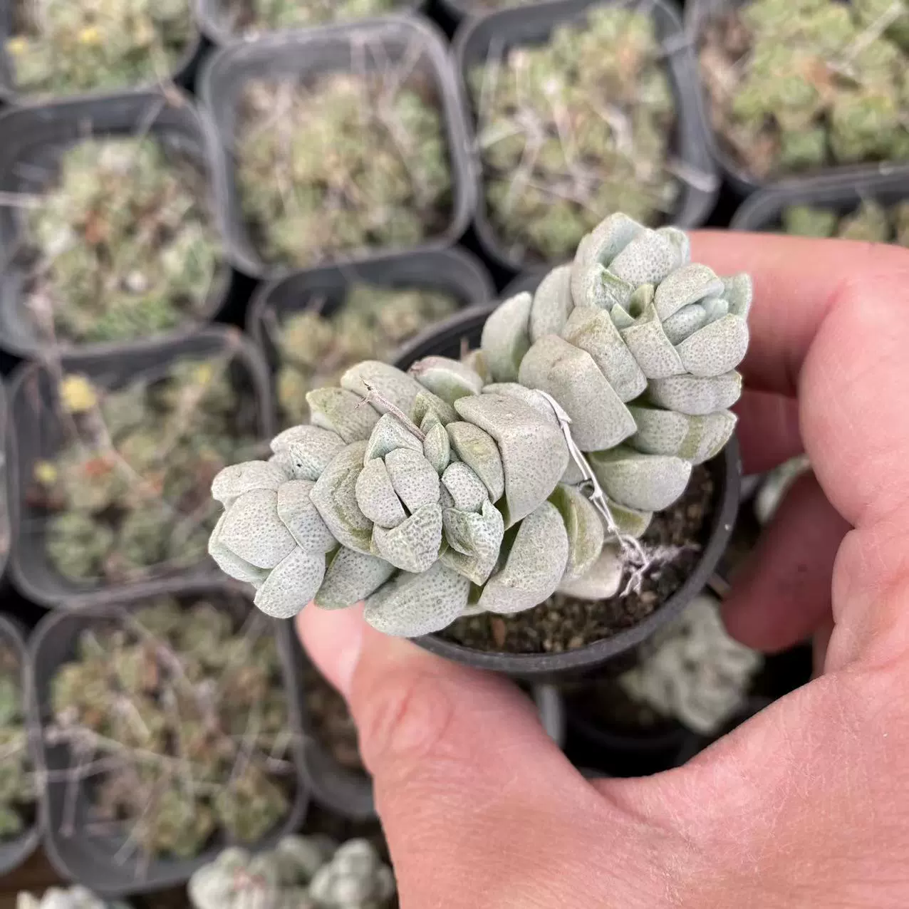 Белый поддон для растений 5,5 см, без почвы, от прямого поставщика суккулентов, большой объем продаж, выгодная цена