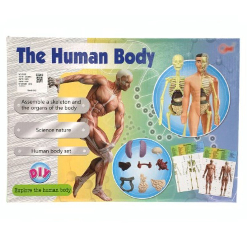 Qizhi ciencia y educación para niños modelo de órgano del cuerpo humano conjunto combinación juguete modelo de cuerpo de órgano humano