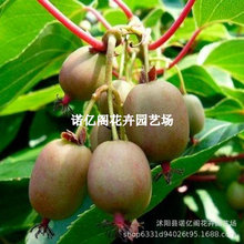 ���Gܛ���J�������Ի��ڷ۫J���Ҙ����ϱ����ļ��Nֲ�a����ˮ�ֶ�