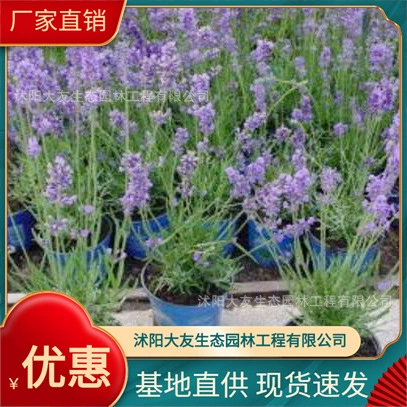 Лаванда база оптом собственного производства сортов в комплекте с живописным ландшафтом инженерных зеленых саженцев