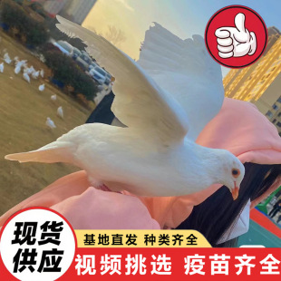 ���^���@Ͷι���ӏV���� ���B�Ɍ������µ���ֳ�� �����������