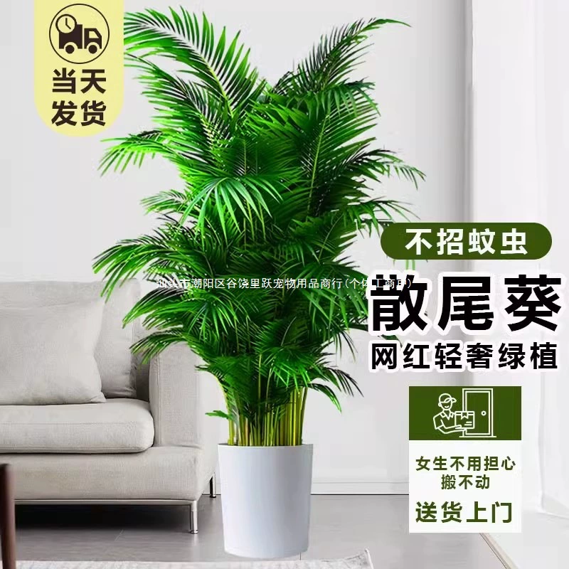 Большой горшечный гавайский веерный пальм для гостиной, офиса и внутреннего декора, подходит для любого сезона.