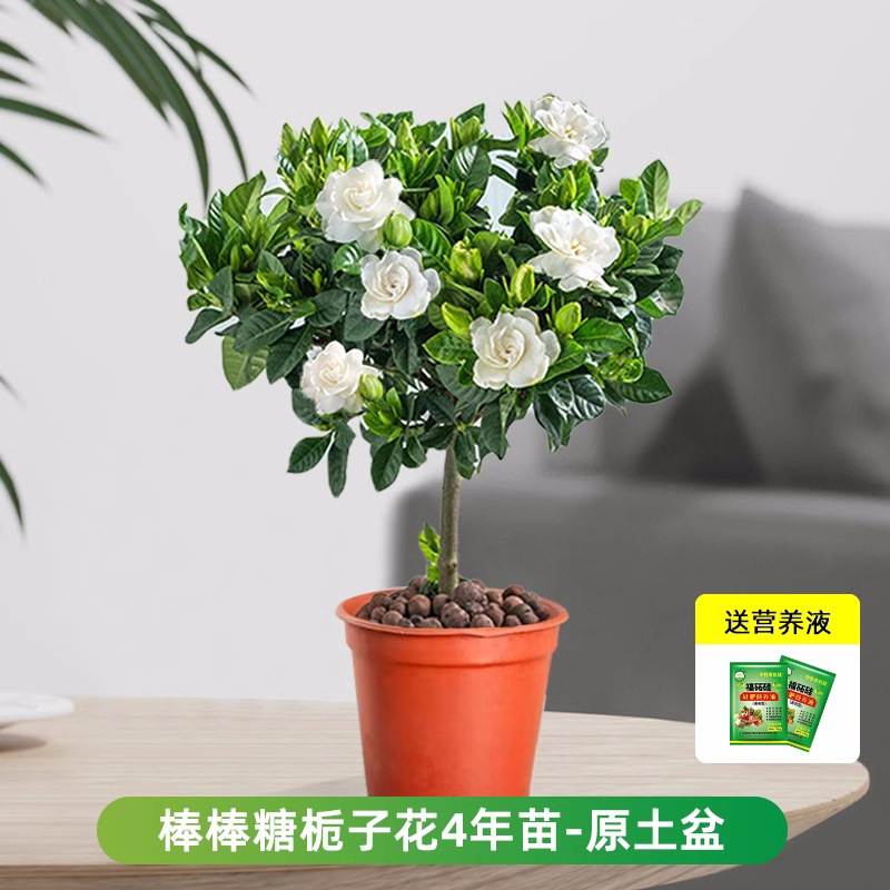 롤리팝 치자나무 약 45cm (원래 화분) + 영양액 [새싹이 많음]