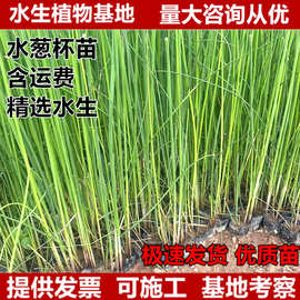水葱杯苗袋苗野生水葱苗湿地水培草植物挺水植物净化水质