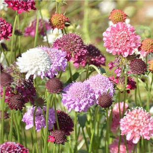 Lunfeng Chrysanthemum Seeds Are Sown and Bloomed in All Seasons, Winter Cold-Resistant Purple Potted Flowers, Outdoor Landscape Potted Flower Seeds, Sea of ​​Flowers