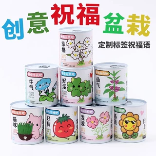 儿童种植小盆栽 盲盒迷你花农幼儿园 小学生礼品植物生长观察发芽