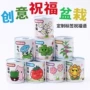 观察种植生长植物小盆栽