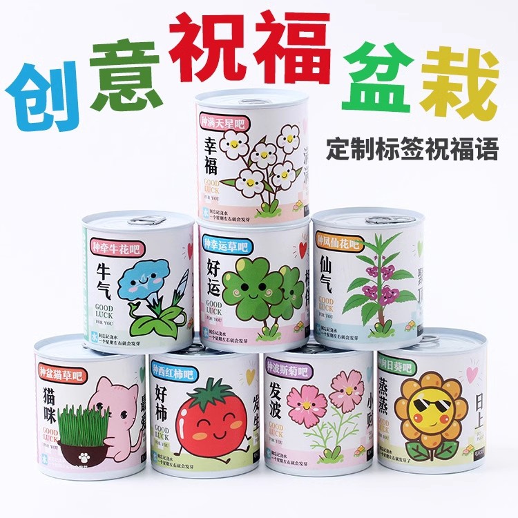 儿童种植小盆栽 盲盒迷你花农幼儿园 小学生礼品植物生长观察发芽