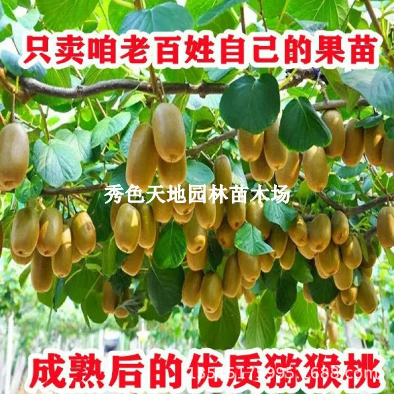 Золотые киви красные сердца привиты на севере и юге