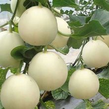 ��ɳ����ϷN������������ϷN��¶�����ԷNֲ�ļ��߲�ˮ���N��