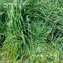 尲ѺĦݶݱӲüZ؈mi