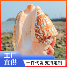 ONM6佛耳螺超大天然超大海螺听海贝壳标本大耳螺多肉花盆鱼缸造景