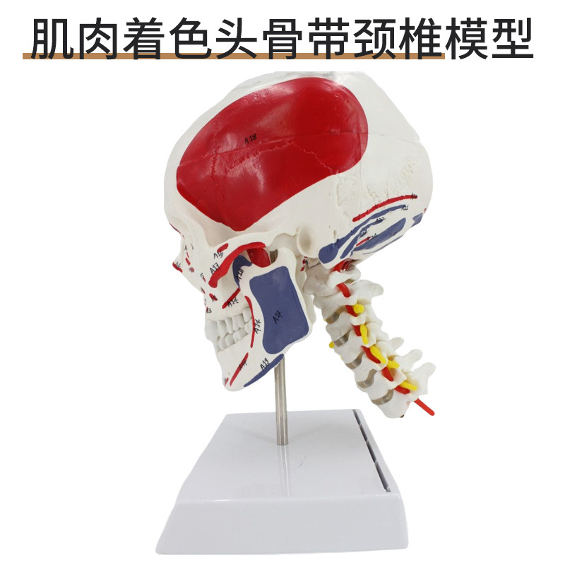 1 a 1 cabeza cráneo humano natural grande adulto cráneo enseñanza médica belleza cráneo modelo