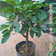 ���ԟo�������玧���̨���������t�ļ�ͥԺ����Y���ϱ����Nֲ