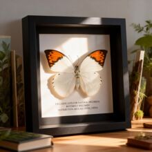 ins�L�W�t�����˱������Ů������������ҕ����b���o��YƷ