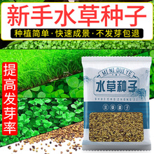 批发水草种籽碗莲种子水草泥微景观鱼缸造景活体真草水生水藻植物
