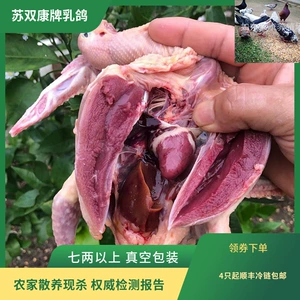 [苏双康牌现杀鸽子肉食用4只起乳鸽活体现杀大鸽子非活体批发代发]