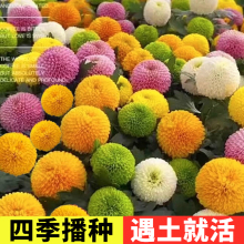 ƹҾջNСrļB׷N҃⻨ԻNӻ