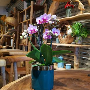 Phalaenopsis with Buds, Four-Season Florals, Large Florals with Pots, Indoor Decorations, Florals, Office Purification, New Year's Eve Opening