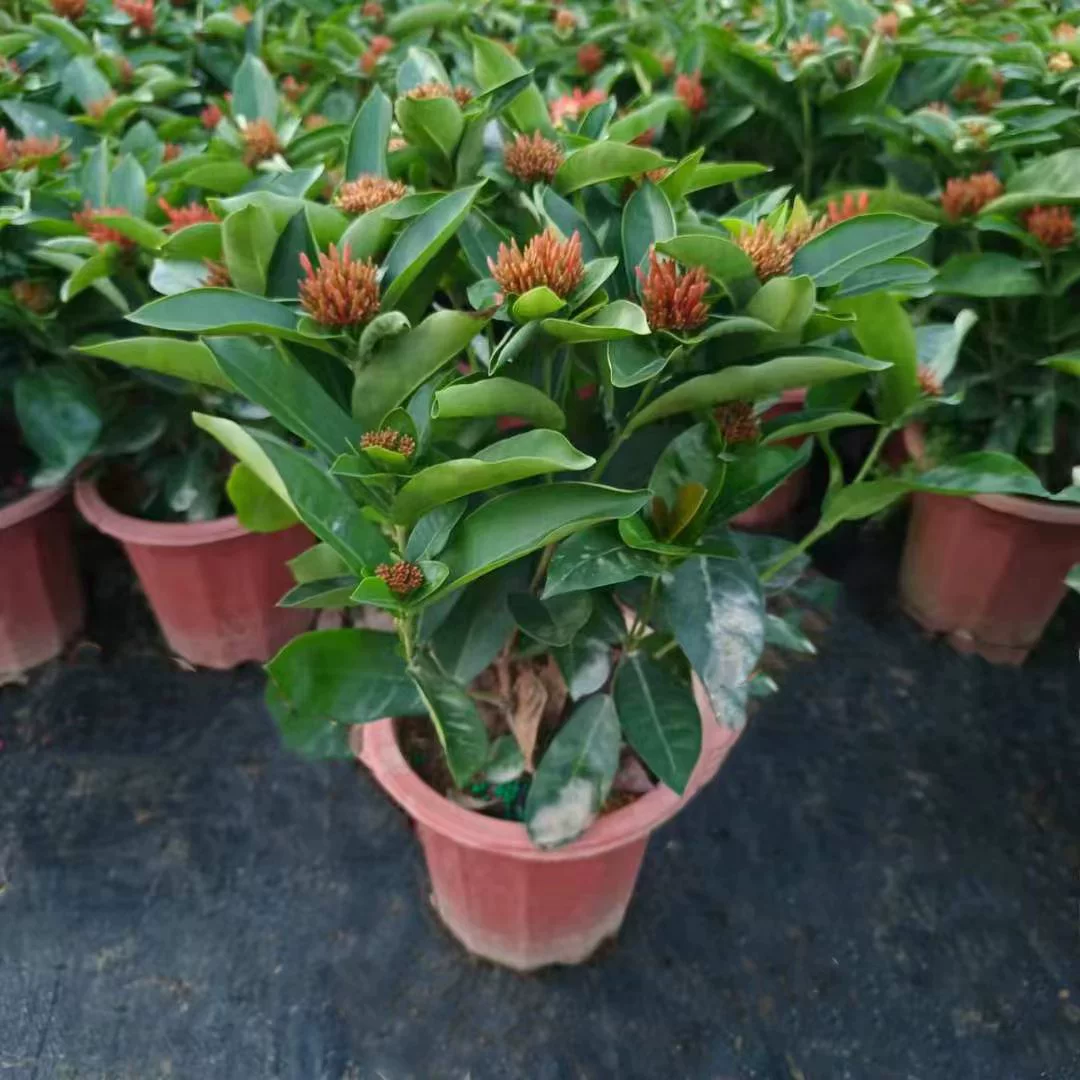 Дракон лодка цветок Просмотр растений в горшках гостиная балкон офис Four Seasons цветущие растения легко жить