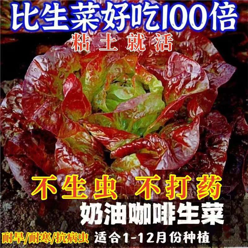 Cream Lettuce Seeds, Purple Lettuce, Vegetable Salad Balls, Lettuce, Bitter Chrysanthemum, Four-Season Vegetable Seeds Cream Lettuce Seeds, Purple Lettuce, Vegetable Salad Balls, Lettuce, Bitter Chrysanthemum, Four-Season Vegetable Seeds
