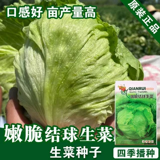 结球生菜种子生菜籽生菜种子蔬菜种子批发菜种菜籽菜种子公司