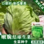 结球生菜蔬菜菜种