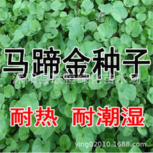新采马蹄金草种批 发 草坪种子草籽 马蹄筋别名金钱草 铜钱草种子