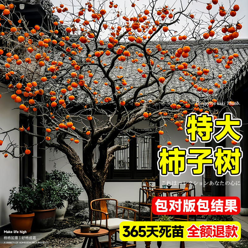 柿子树特大苗脆甜阳丰太秋火晶嫁接水果庭院盆栽南北方种植果树苗
