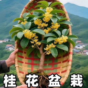 𻨘ʳ༾_ĘͥԺԺͺ̨