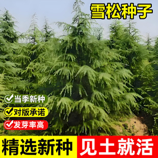 ѩ�ɷN���²��Sɽ��ӭ�����Rβ�ɰ�Ƥ�ɺ������������ѩ�ɷN����