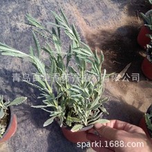 ޹�²����� ��Ʒ�ֶ������ͺ� �������� ͥԺ������쾰 �������