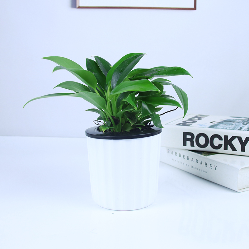 금다이아몬드 3개 + 흰색 세로무늬 세면대 중형 + 영양액✓