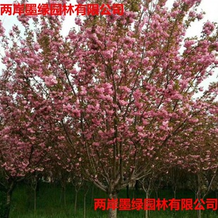 ���Ⱦ����Ұ�t�ۼ��˸��NҎ���е��G���uצ�ʱ��Ҽt�����@С�^