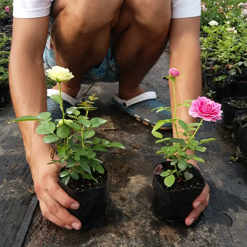 月季花苗爬藤大花盆栽小苗庭院藤本多季开花植物欧月蔷薇玫瑰