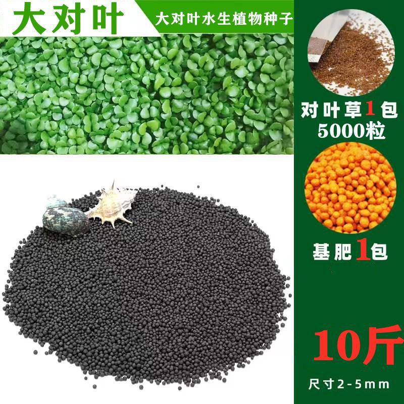 수생식물머드【5kg】강화정수버전-【핫세일】대형잎 5000개+무료기초비료